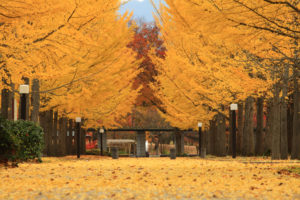 Ginko path
